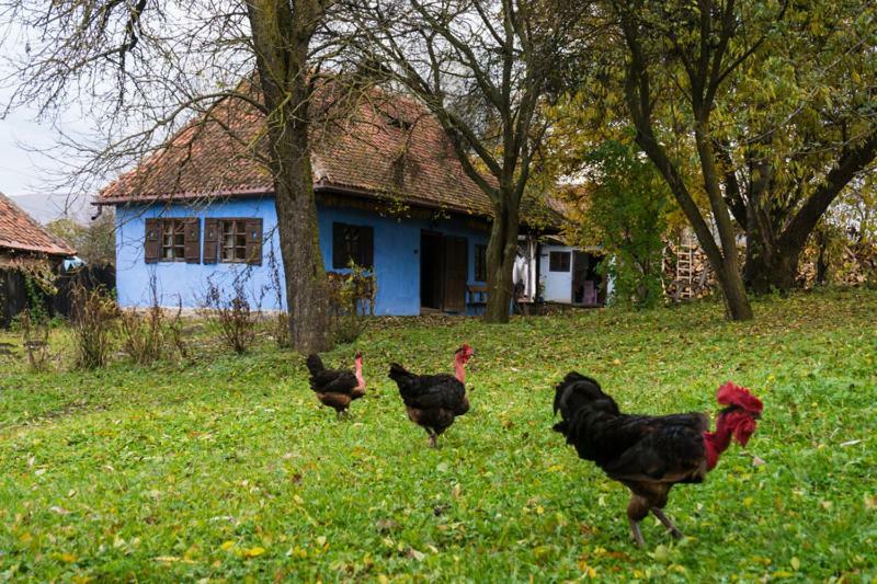 Count Kalnoky'S Transylvanian Guesthouses Miclosoara Dış mekan fotoğraf